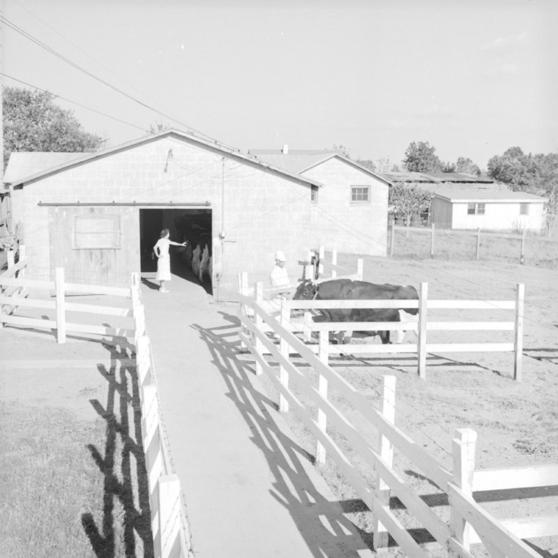 015_Feed the bull. (1954).jpg